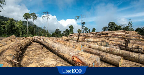 L'EUDR : une réglementation ambitieuse pour lutter contre la déforestation, mais encore entourée d'incertitudes  | Actualités Achats Responsables | Scoop.it