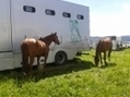 Des "roulements à bille" pour remettre les chevaux sur pied à Caen - France Bleu | Cheval et sport | Scoop.it