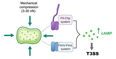 Mechanical compression activates cAMP signaling in Pseudomonas aeruginosa | iSci | RMH | Scoop.it