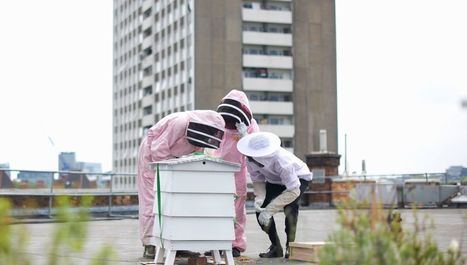 Arrêtez de mettre des ruches partout ! | Toxique, soyons vigilant ! | Scoop.it