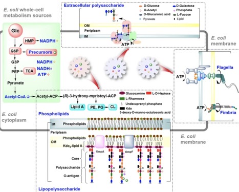 Insights into the structure of Escherichia coli outer membrane as the target for engineering microbial cell factories | MCF | RMH | Scoop.it