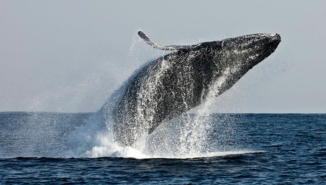 Flip of a Humpback Whale - Mikael Jigmo | My Photo | Scoop.it