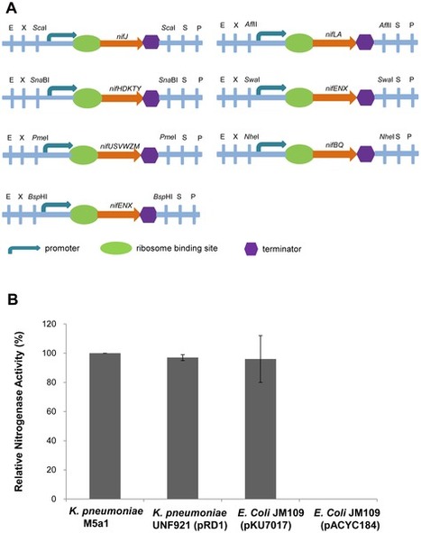 Using Synthetic Biology to Distinguish and Over... | Plant-Microbe Symbiosis | Scoop.it