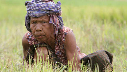 Le sucre du Cambodge vire à l'amer pour les paysans expropriés | Questions de développement ... | Scoop.it