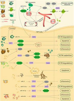 Frontiers | Exosomes Immunity Strategy: A Novel Approach for Ameliorating Intervertebral Disc Degeneration | Cell and Developmental Biology | Rheumatology-Rhumatologie | Scoop.it