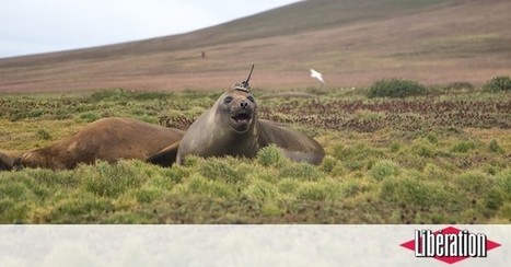 Des satellites et des &eacute;l&eacute;phants de mer pour mieux comprendre les transferts de chaleur dans les oc&eacute;ans - Lib&eacute;ration | Biodiversit&eacute; | Scoop.it