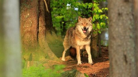 Attaques de loups en Alsace : "Maintenant il faut vivre avec" | Loup | Scoop.it