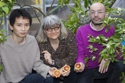 New research could make it easier to grow health-promoting blood oranges | News from the John Innes Centre | Plant Biology Teaching Resources (Higher Education) | Scoop.it