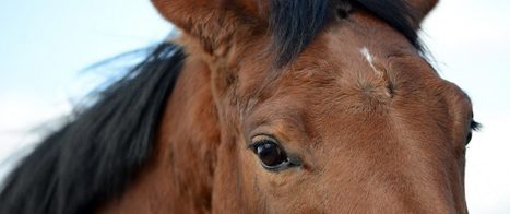 Neues Gesetz: Luxemburg gesteht Tieren Würde zu | #Luxembourg #AnimalsRights #Europe | Luxembourg (Europe) | Scoop.it