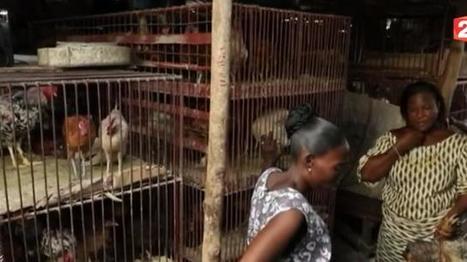 Bénin : le poulet congelé européen concurrence les élevages locaux | Decolonial | Scoop.it