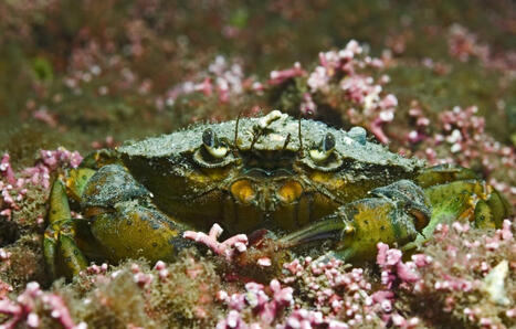 &laquo;&nbsp;On doit changer les m&eacute;thodes de p&ecirc;che&nbsp;&raquo;&hellip; Le corail breton est en voie de disparition | Biodiversit&eacute; - @ZEHUB on Twitter | Scoop.it
