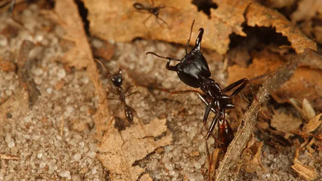 [R&eacute;tro] Vers une surveillance pr&eacute;coce des zoonoses virales en milieu forestier tropical gr&acirc;ce aux fourmis l&eacute;gionnaires | EntomoNews | Scoop.it