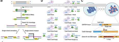Efficient high-precision transgene knock-in by Recombinases (Redα/β)-enhanced DNA integration-CRISPR-Cas9 (RED-CRISPR) | Ncm | RMH | Scoop.it