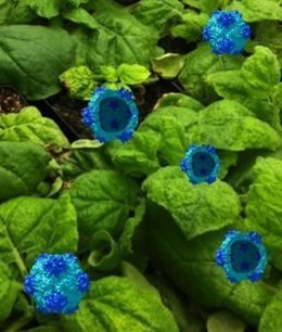 Simple shell of plant virus sparks immune response against cancer: Mice tumor free, protected from metastases | Health Supreme | Scoop.it