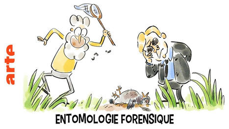 Entomologie forensique - Tu mourras moins bête - ARTE | EntomoScience | Scoop.it