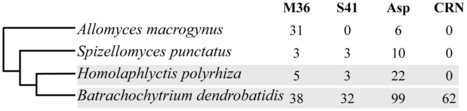 PLoS Pathogens: Genomic Transition to Pathogenicity in Chytrid Fungi | Plant Pathogenomics | Scoop.it