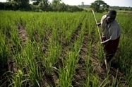 Adoption des directives mondiales sur les régimes fonciers - FAO | Gestion Durable des Ressources | Scoop.it