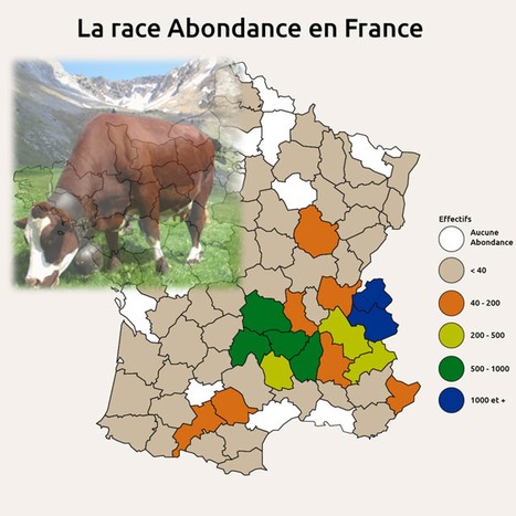 Localisation de la race abondance | Lait de Normandie... et d'ailleurs | Scoop.it