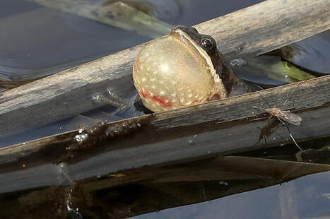 Qu&eacute;bec prot&egrave;ge l&rsquo;habitat de la rainette faux-grillon en Outaouais | Ils parlent de nous ! | Scoop.it