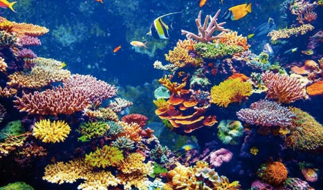 Des récifs coralliens imprimées en 3D | Ethique environnementale | Scoop.it