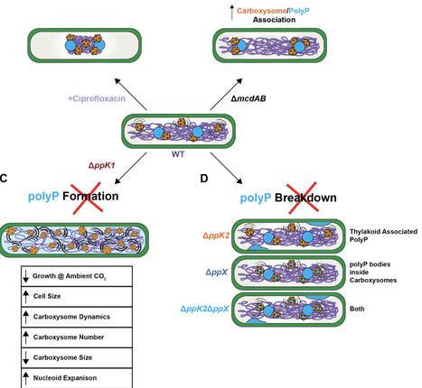 Polyphosphate acts as an architectural regulator of carbon fixation and nucleoid structure in cyanobacteria | brvm | RMH | Scoop.it