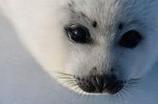 'Dramatic' loss of harp seals amid warming: study | CLIMATE CHANGE WILL IMPACT US ALL | Scoop.it
