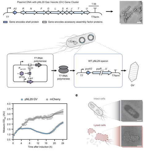 Temporal gene regulation enables controlled expression of gas vesicles and preserves bacterial viability | Brvbe | RMH | Scoop.it