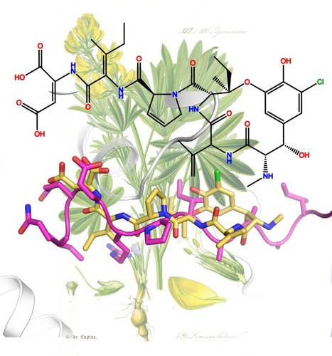 Structural convergence between inhibitors and a regulator of microtubule dynamics | I2BC Paris-Saclay | Scoop.it