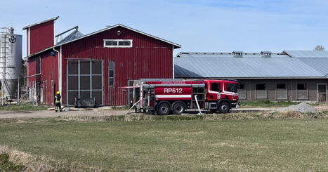 120 kalvar r&auml;ddades undan l&aring;gorna n&auml;r brand hotade ladug&aring;rd i Ytteresse | &Ouml;sterbotten | 1Uutiset - Lukemisen t&auml;hden | Scoop.it