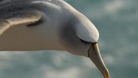 Des nids artificiels construits pour sauver l'albatros à cape blanche | Les oiseaux au gré du vent | Scoop.it