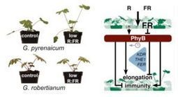 What We’re Reading: February 10 | Plant Biology Teaching Resources (Higher Education) | Scoop.it