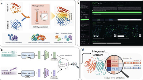 Explainable protein-protein binding affinity prediction via fine-tuning protein language models | brvai | RMH | Scoop.it