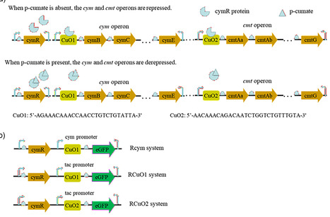 Developing cumate-inducible gene expression systems for application in Pseudomonas putida KT2440 | RMH | Scoop.it