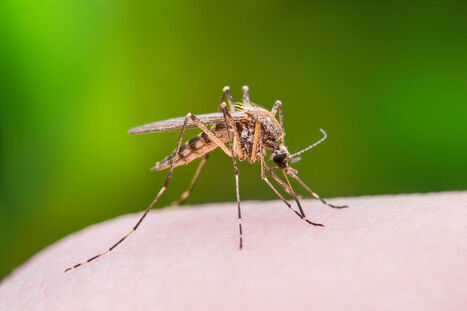 Dengue et Zika : les cas non importés se multiplient | Assurance Voyage Mondiale | Scoop.it