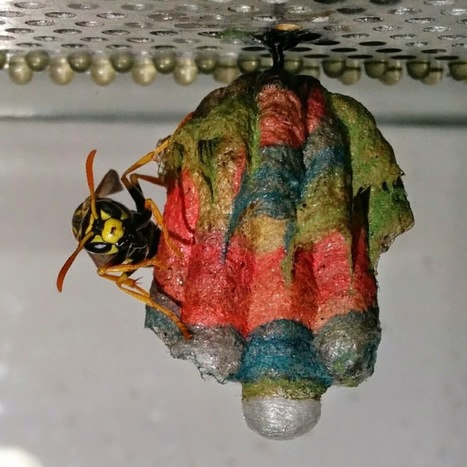 Un nid de guêpes coloré | Variétés entomologiques | Scoop.it