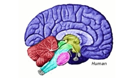 Altruism Linked to Empathy Circuitry in the Brain | Empathy Movement Magazine | Scoop.it