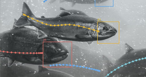 Surveillance des saumons par IA, élevages à terre… comment rendre l'aquaculture (un peu) plus durable | HALIEUTIQUE MER ET LITTORAL | Scoop.it