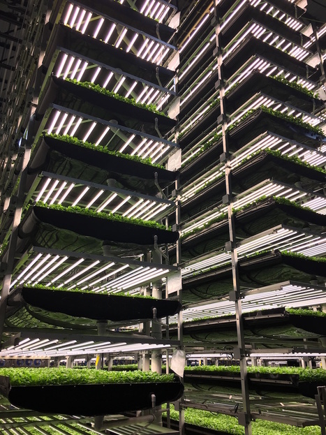 #AeroFarms : la plus grande #ferme #verticale du #monde | RSE et D&eacute;veloppement Durable | Scoop.it