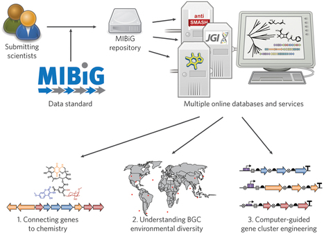 Minimum Information About a Biosynthetic Gene Cluster (MIBiG) | iBB | Scoop.it