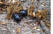 Impact des vermifuges sur la biodiversité des sols | EntomoNews | Scoop.it