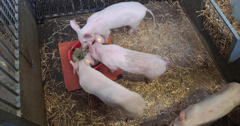 Les microalgues: une r&eacute;volution pour l'alimentation animale en Suisse | ITERG - Veille sectorielle | Scoop.it