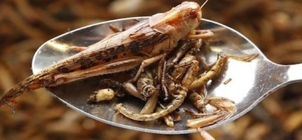 Alimentation : insectes, les petites bêtes qui montent qui montent | Les nouvelles cultures de l'alimentaire | Scoop.it