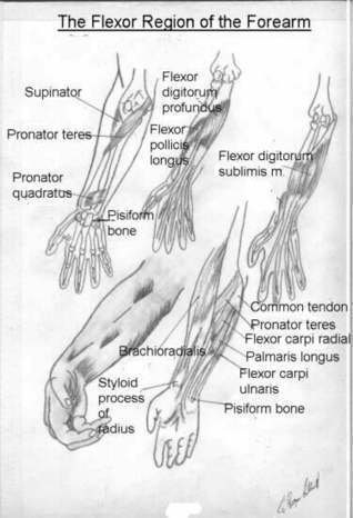 Basic Anatomy Reference Guide | Drawing References and Resources | Scoop.it