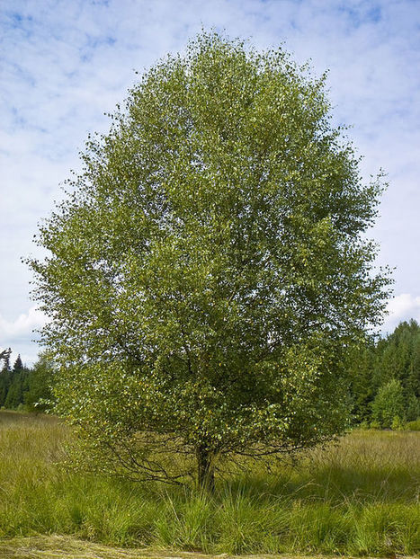 Hieskoivu | Wikiwand | 1Uutiset - Lukemisen tähden | Scoop.it