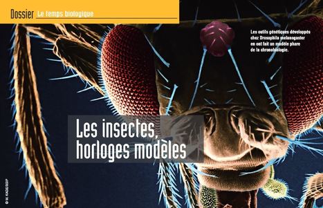 Les insectes, horloges modèles | EntomoScience | Scoop.it