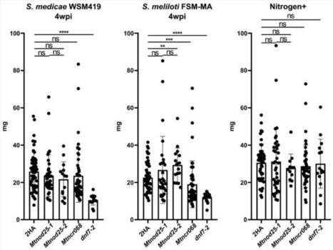 Loss of Nod25 function does not affect nitrogen-fixing symbiosis in Medicago truncatula | Plant Molecular Biology | Springer Nature Link | Plant-Microbe Symbiosis | Scoop.it