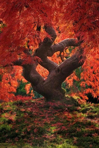 Japanese Maple Leaf Tree Landscape | 1001 Gardens ideas ! | Scoop.it