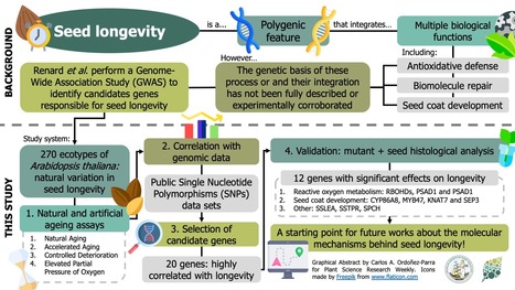 Identification of novel seed longevity genes by GWAS and reverse genetics | SEED-DREAM Lab info | Scoop.it