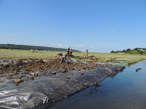 Une catégorie “Gestion des espèces envahissantes” pour le Prix National du Génie Écologique 2020 | Biodiversité | Scoop.it