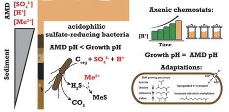 Proton Stress Adaptation in Acidophilic Sulfate-Reducing Bacteria: Insights from Acididesulfobacillus Acetoxydans for Acid Mine Drainage Bioremediation | acs | RMH | Scoop.it